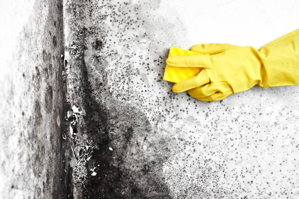 Best Basement Mold Removal  in North Valley Stream, NY