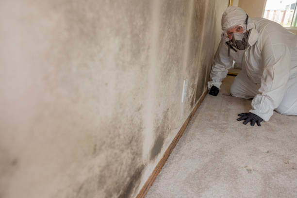 Best Asbestos and Lead Testing During Mold Inspection  in North Valley Stream, NY